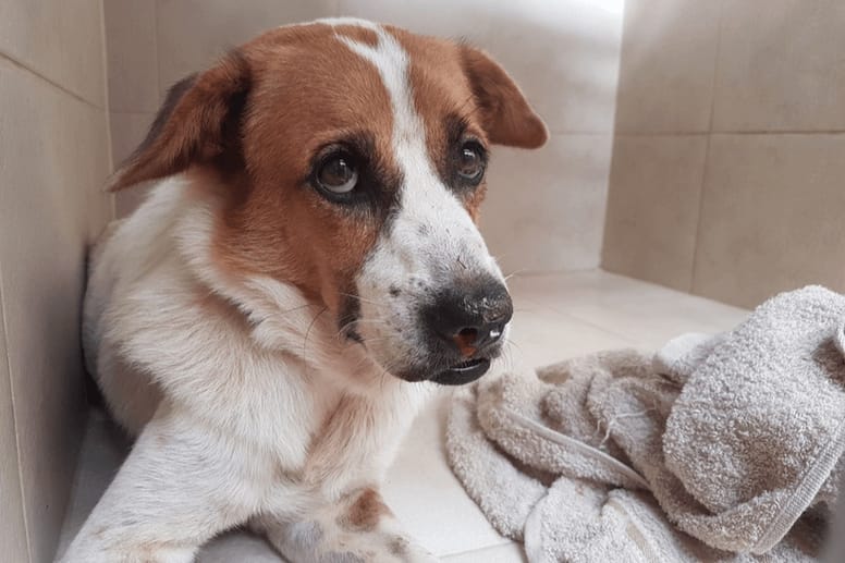 Ehrlichiose: Hund und Welpe schützen und behandeln